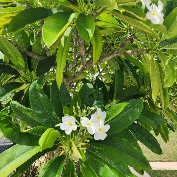 White Hawaiian Frangipani Fresh Plumeria cutting 12" tall 1x - Picture 3 of 3